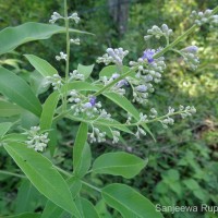 Vitex negundo L.